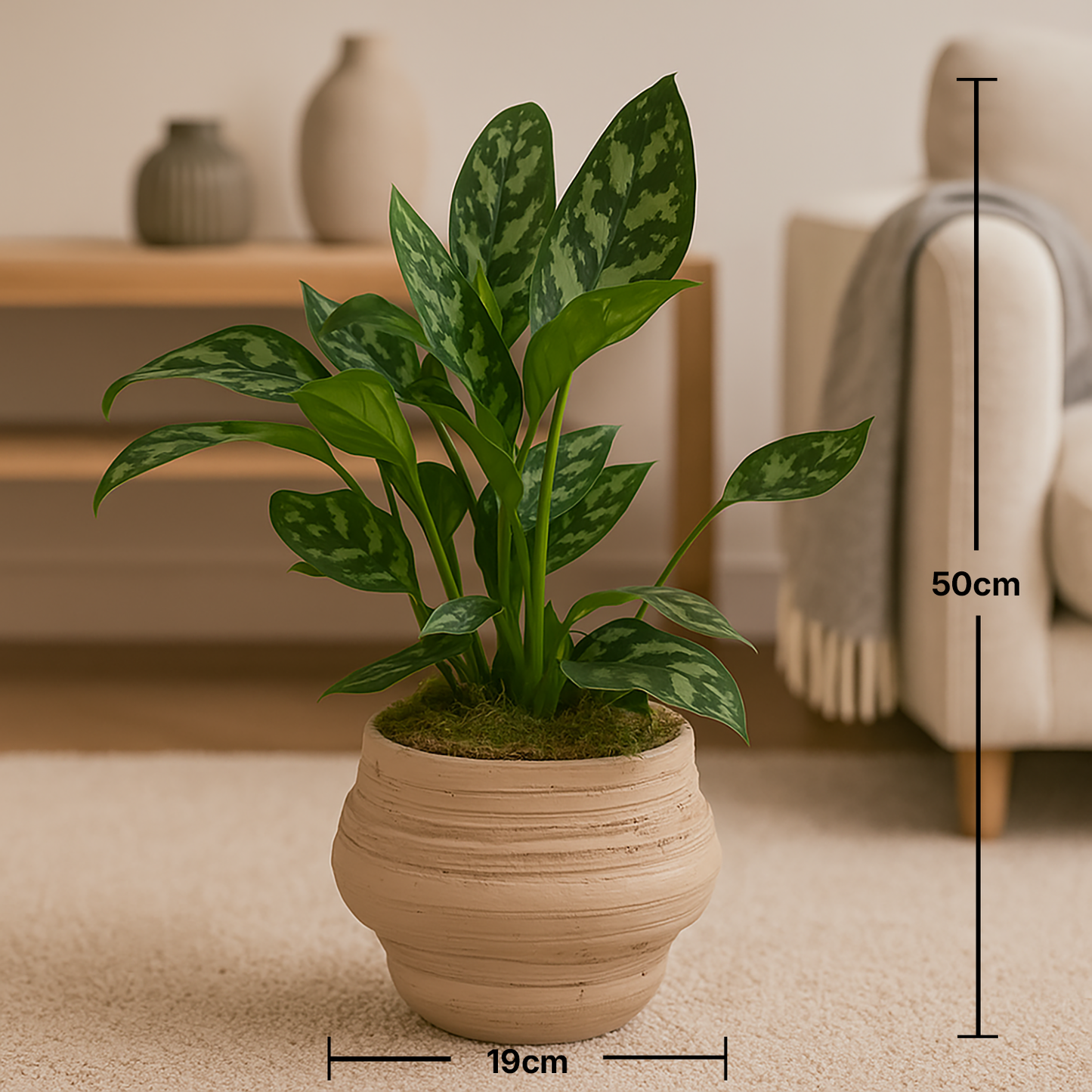 Elegant Aglaonema Plant in Textured Clay Pot