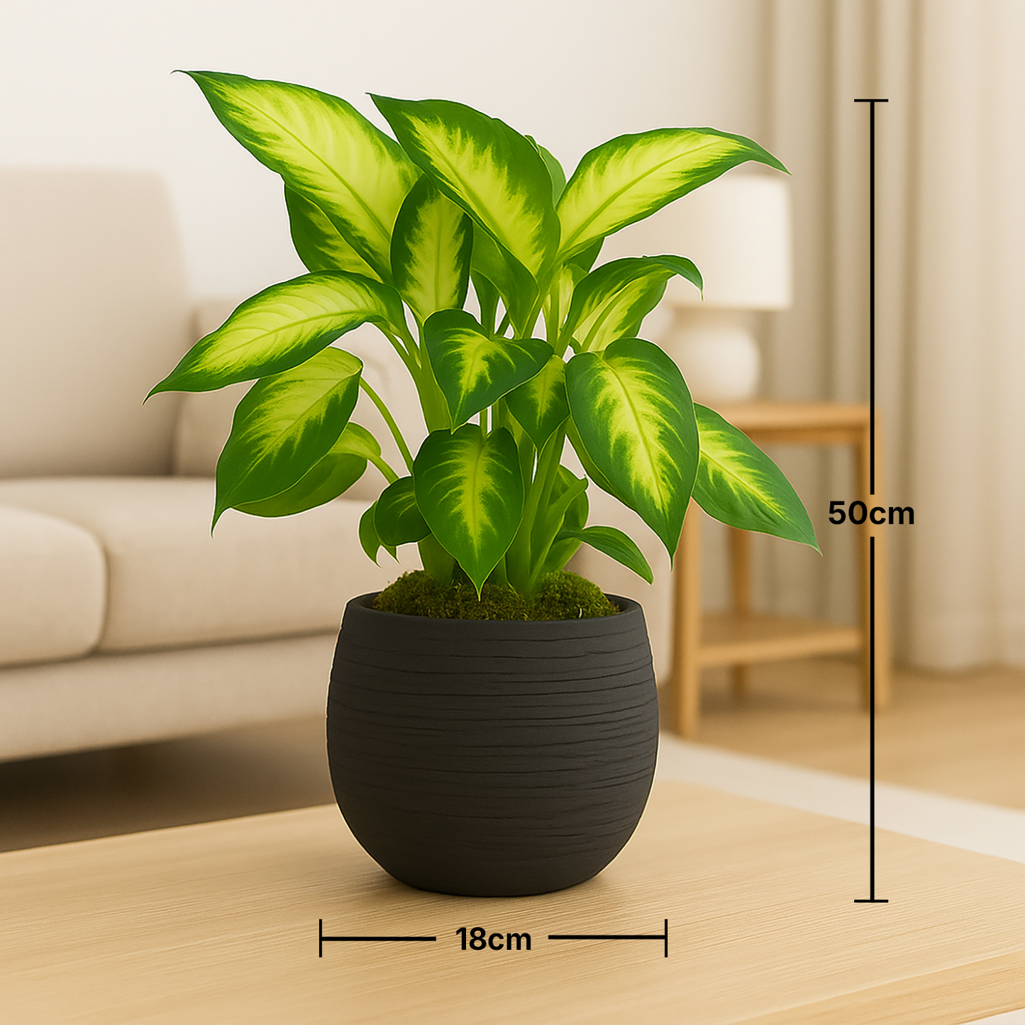 Dieffenbachia in Modern Black Pot