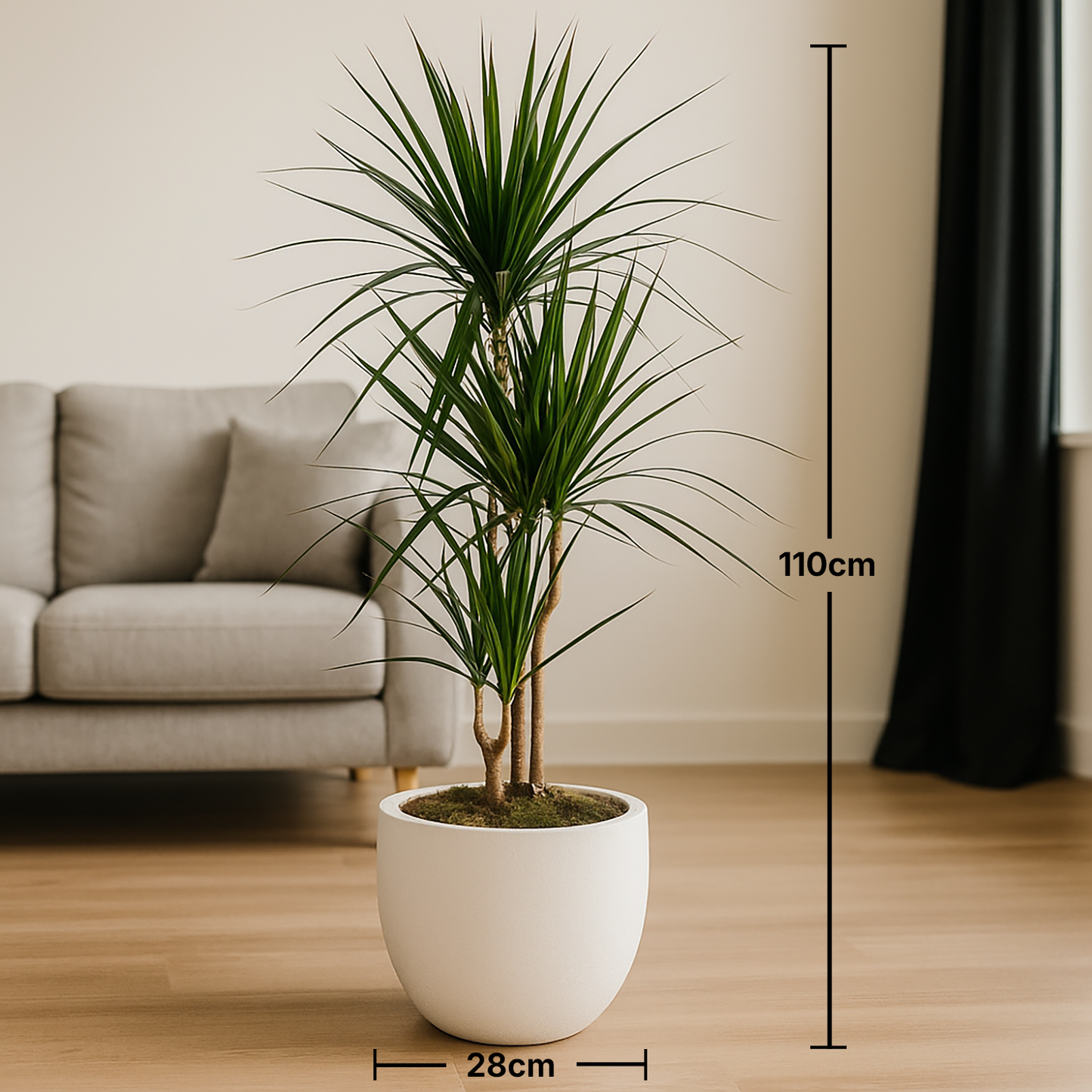 Elegant Dracaena Marginata in Stylish White Cement Pot