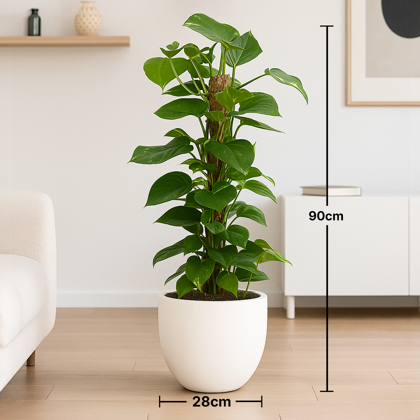 Elegant Upright Green Moss Pole Plant in White Cement Pot - Epipremnum Showcase