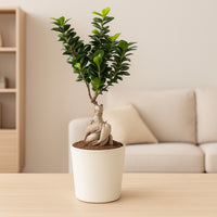 نبات فيكس بونساي أنيق في وعاء دائري أنيق للأماكن الخارجية