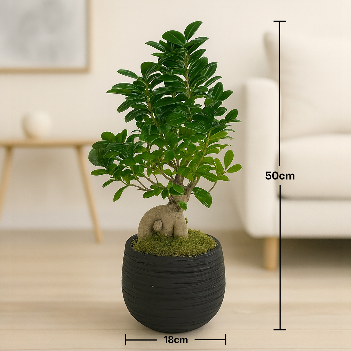 Elegant Ficus Ginseng Bonsai in Stylish Black Pot