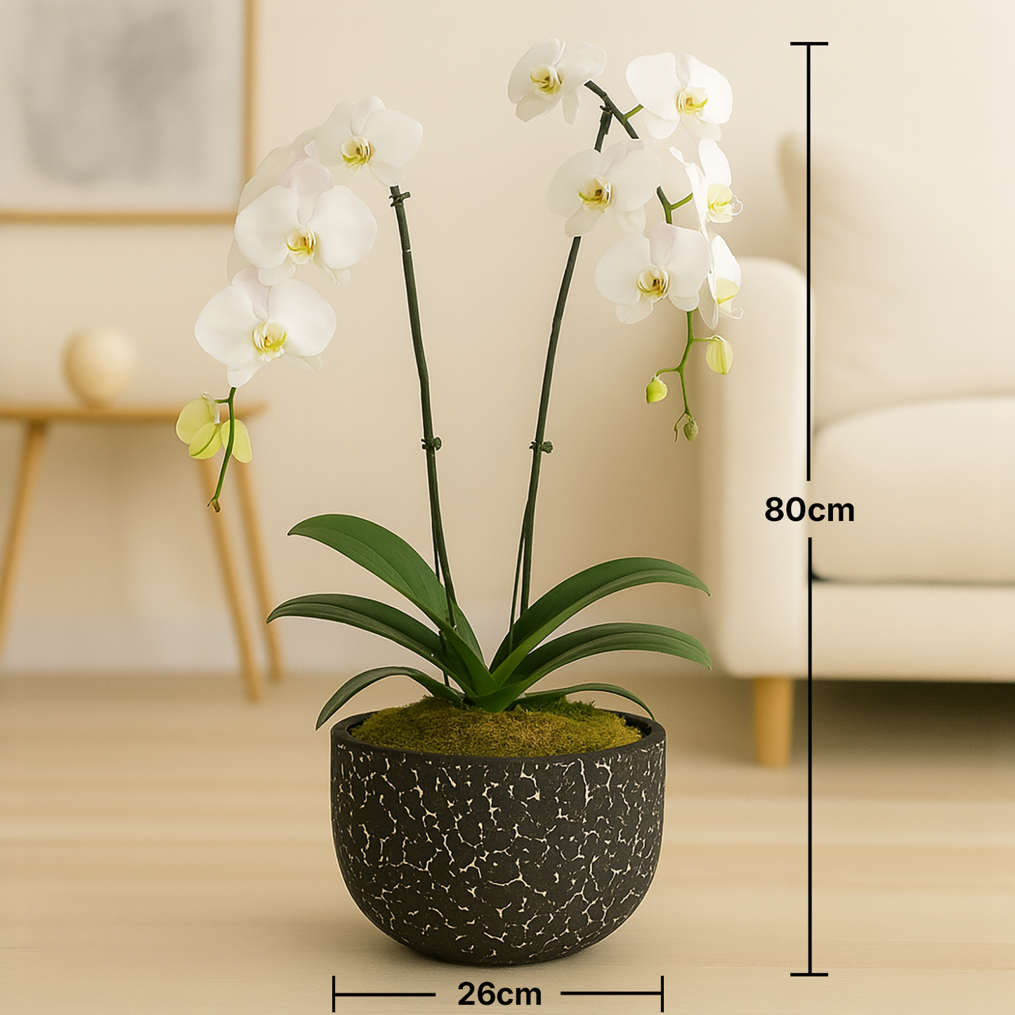 Elegant White Orchid in a Stylish Textured Black Pot