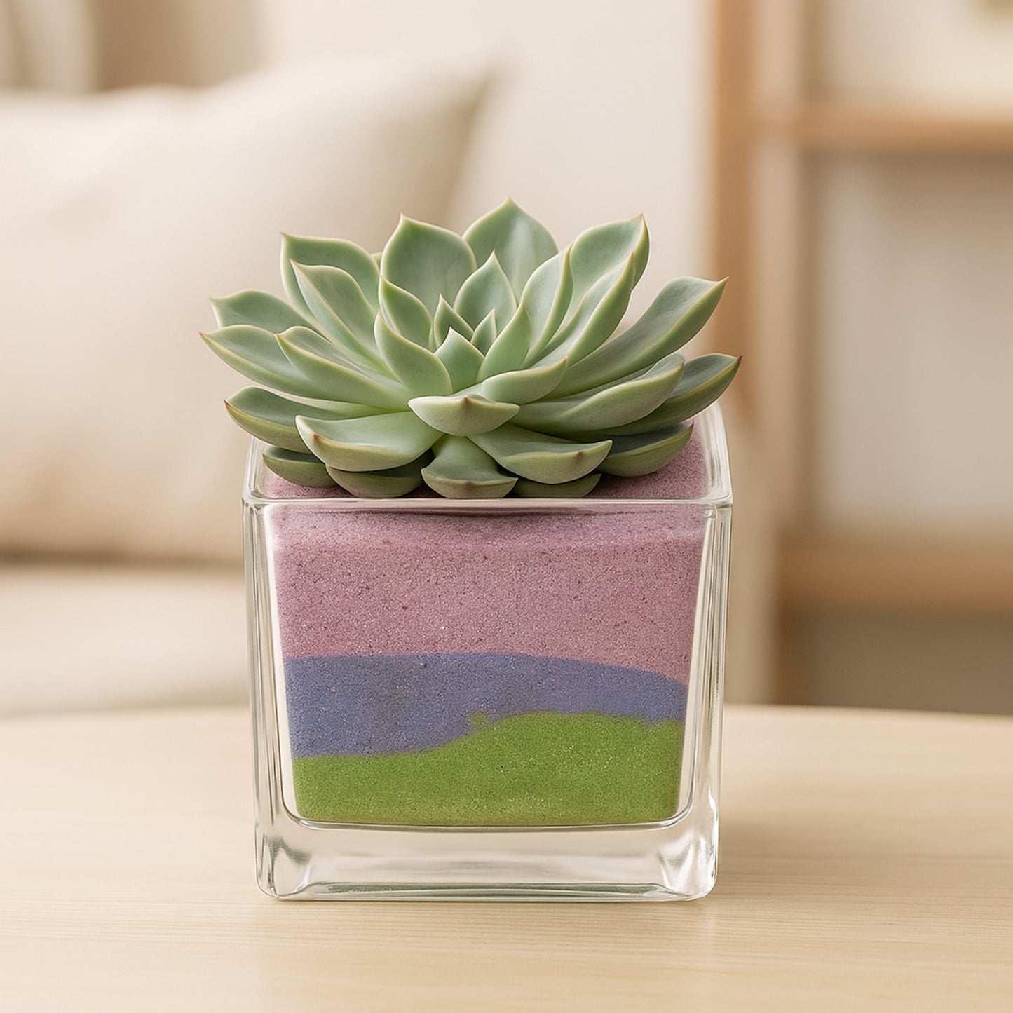 Elegant Echeveria Plant in a Decorative Square Glass Jar