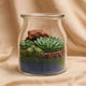 Desert Harmony: Elegant Succulent Terrarium in Glass Vase