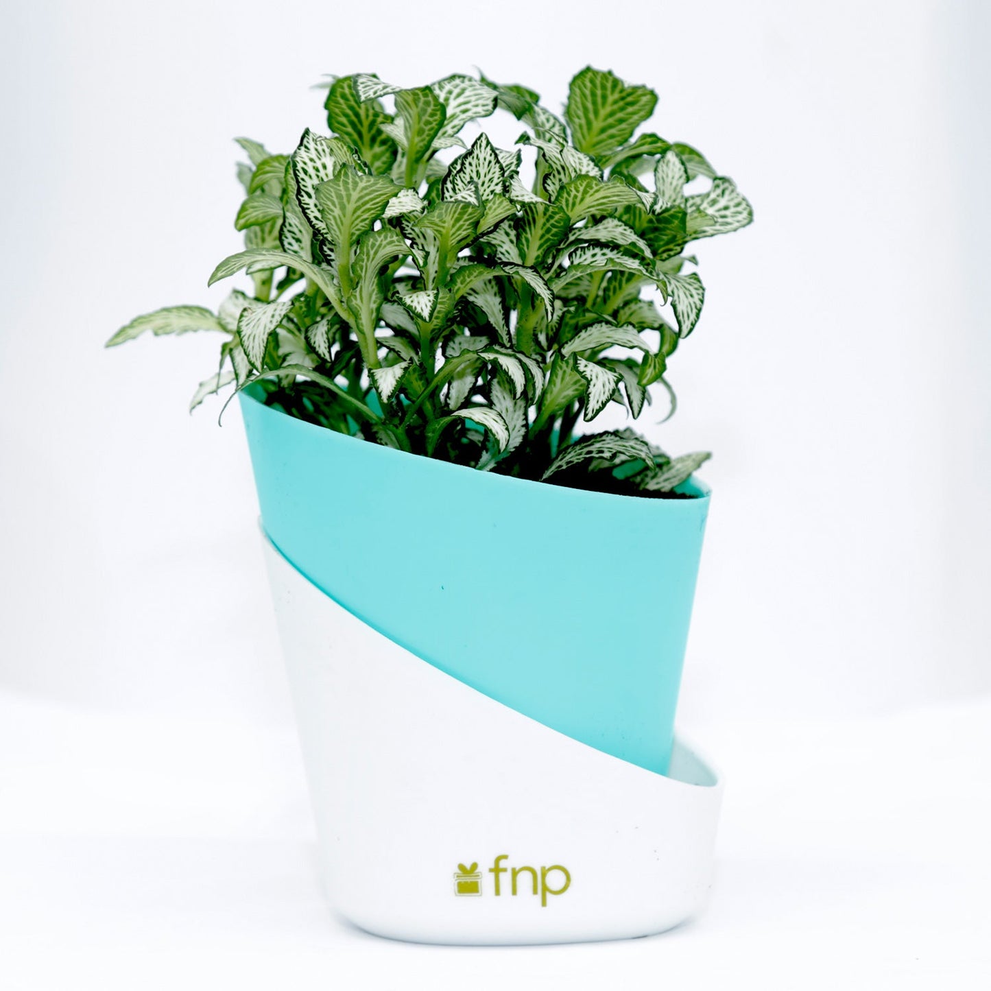 Vibrant Fittonia Plant in Stylish Conical Pot - Perfect for Indoor & Outdoor Decor