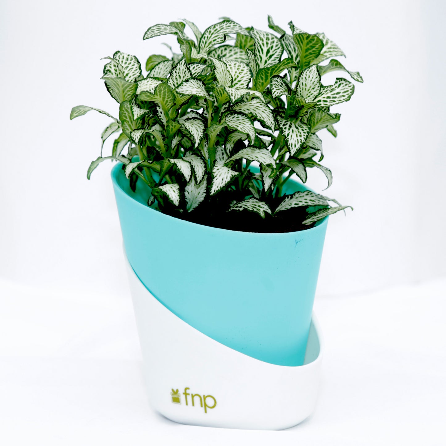 Vibrant Fittonia Plant in Stylish Conical Pot - Perfect for Indoor & Outdoor Decor