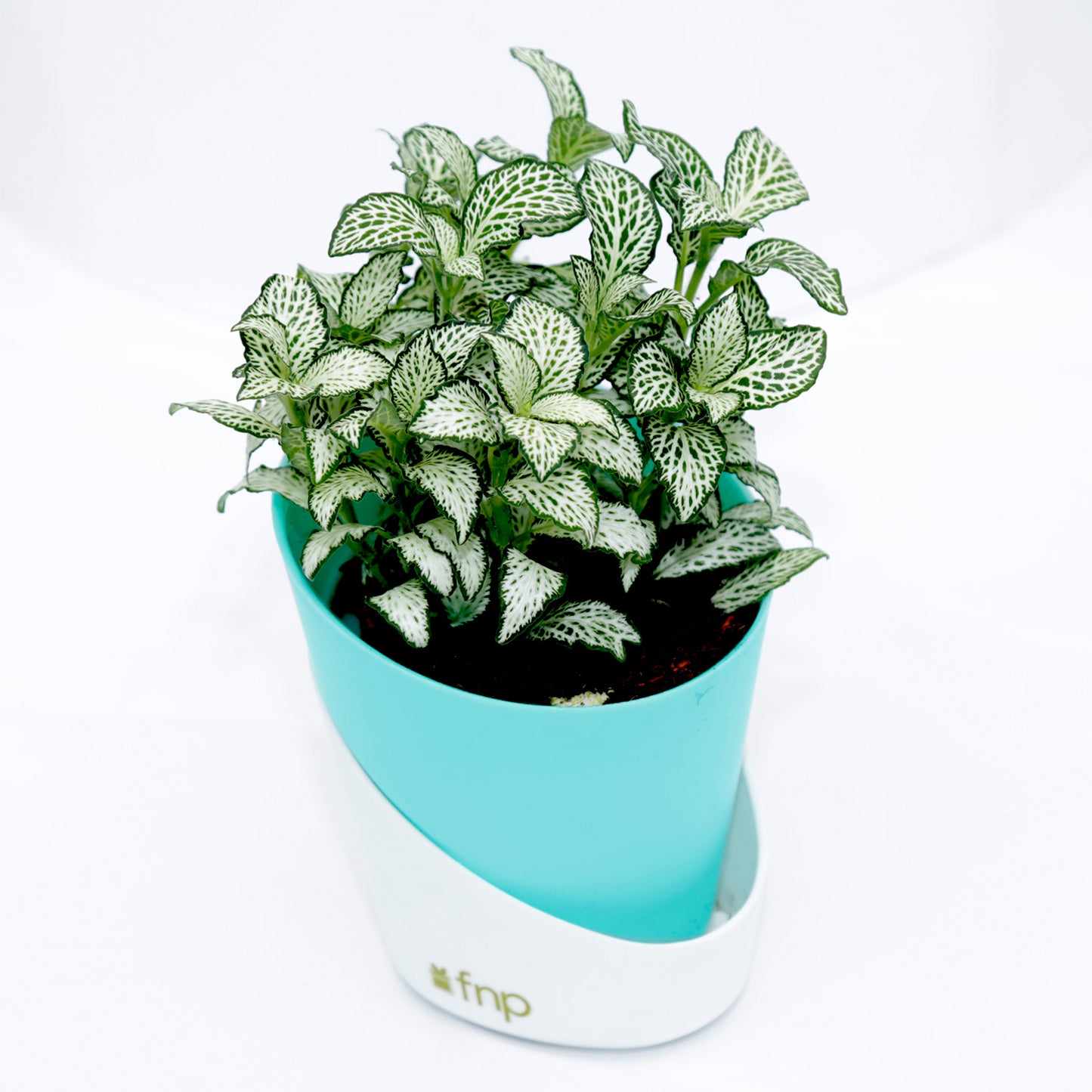 Vibrant Fittonia Plant in Stylish Conical Pot - Perfect for Indoor & Outdoor Decor