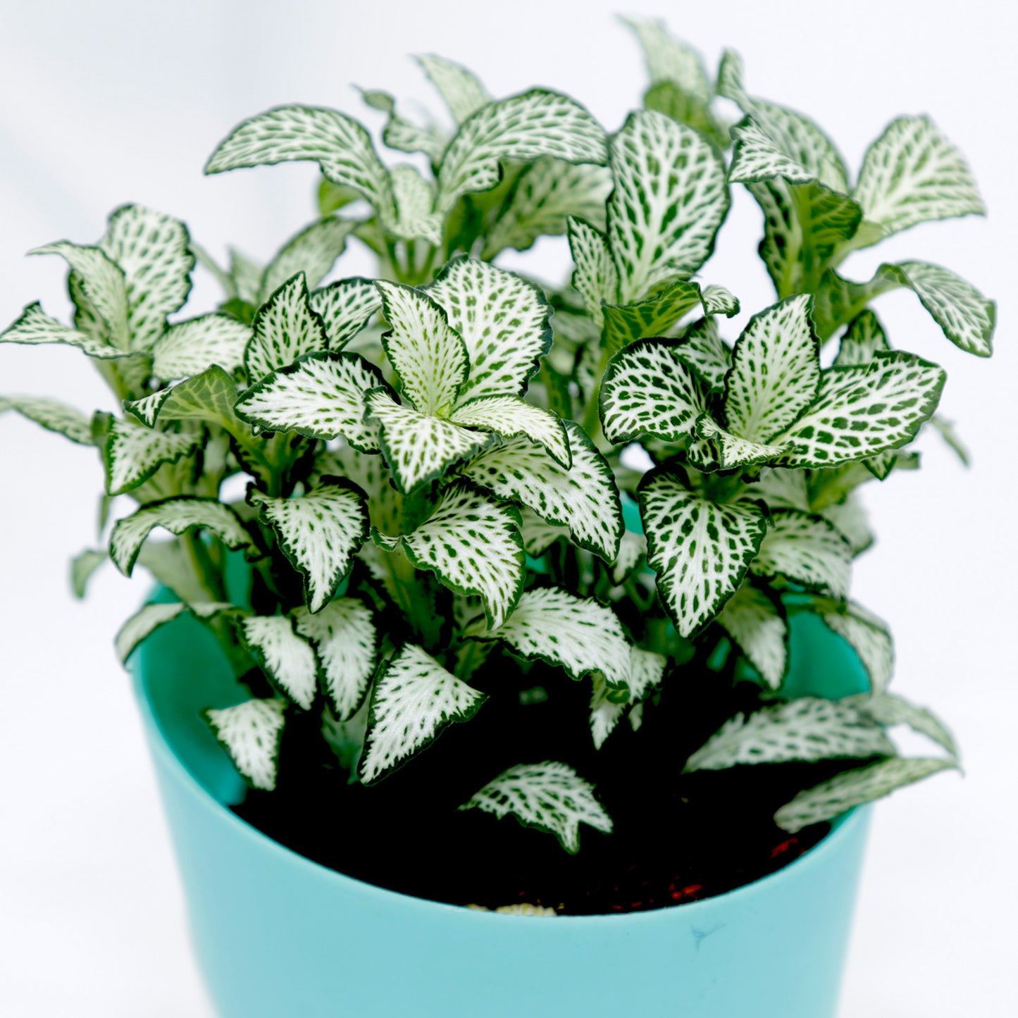 Vibrant Fittonia Plant in Stylish Conical Pot - Perfect for Indoor & Outdoor Decor