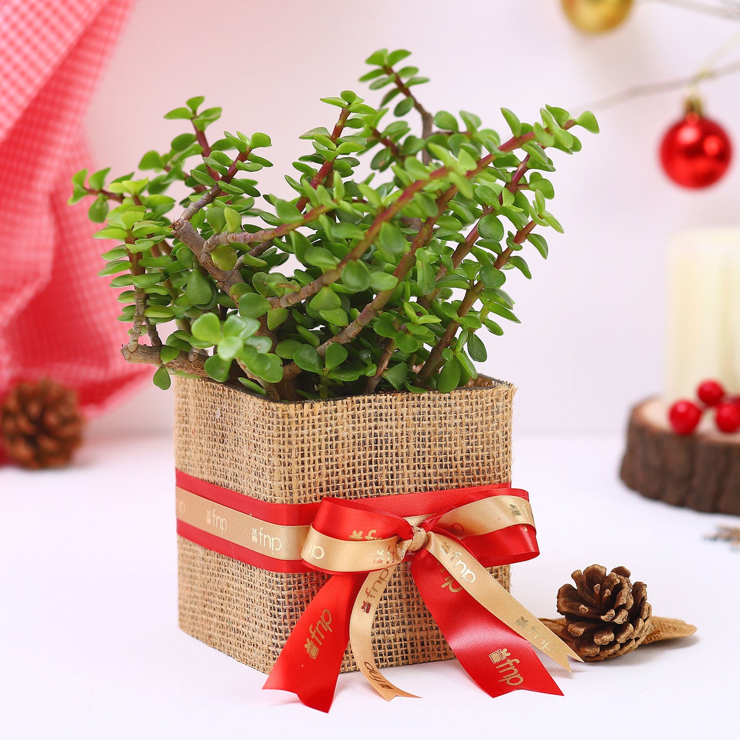 Festive Jade Plant in a Christmas Burlap Vase