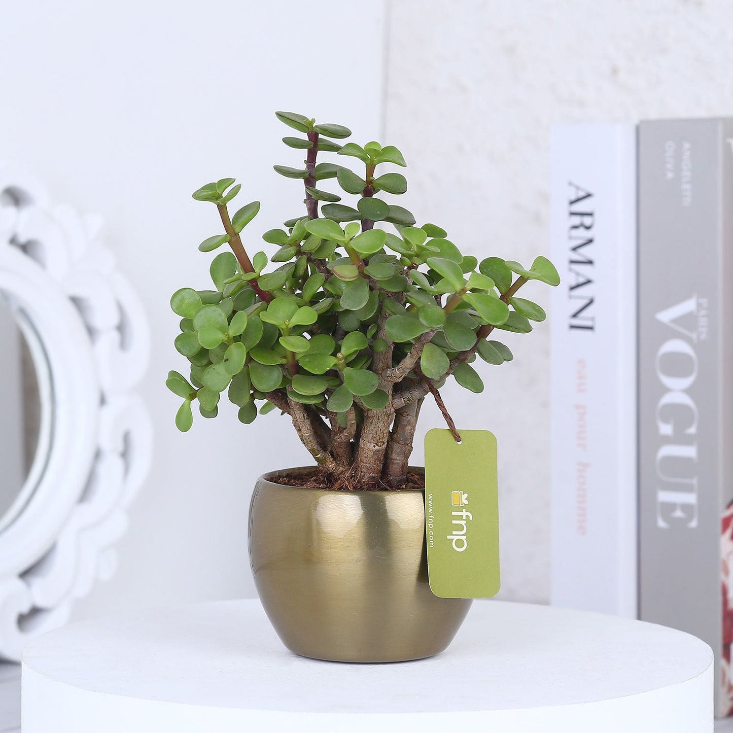 Jade Plant - Gold Pot