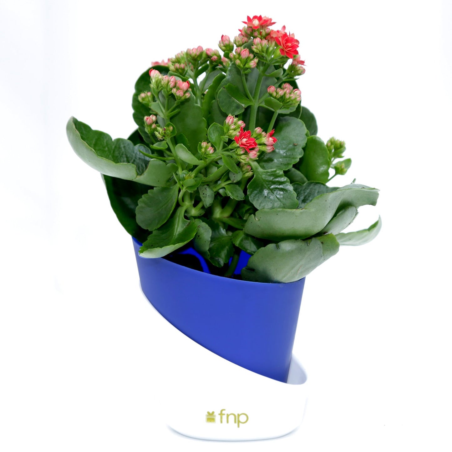 Vibrant Kalanchoe Plant in Stylish Blue Conical Pot