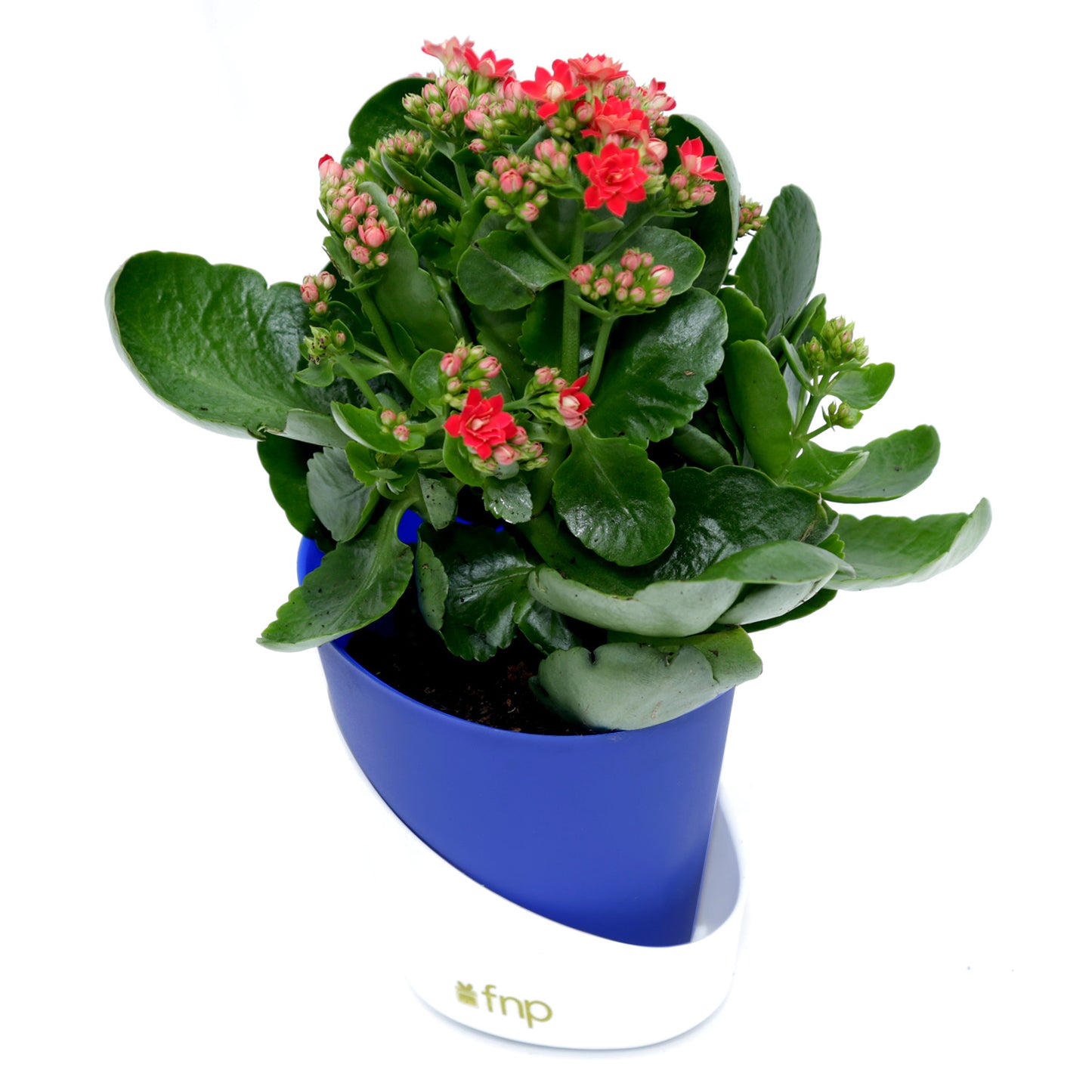 Vibrant Kalanchoe Plant in Stylish Blue Conical Pot