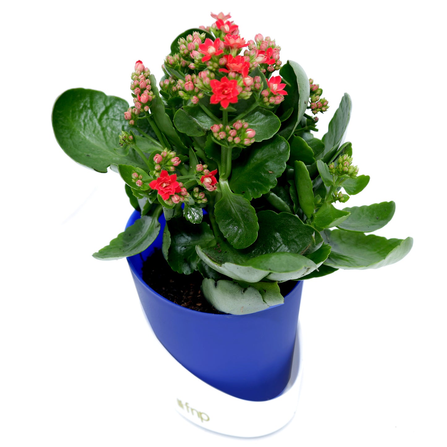 Vibrant Kalanchoe Plant in Stylish Blue Conical Pot