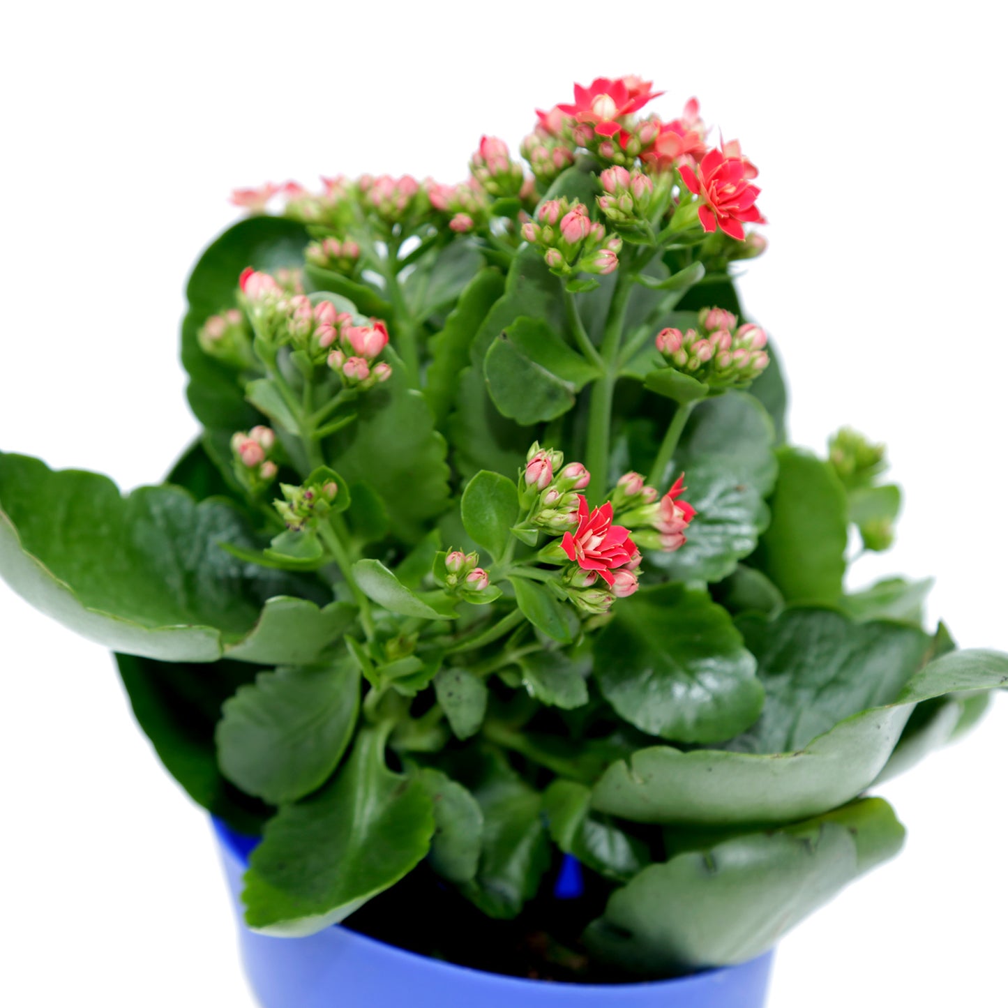 Vibrant Kalanchoe Plant in Stylish Blue Conical Pot