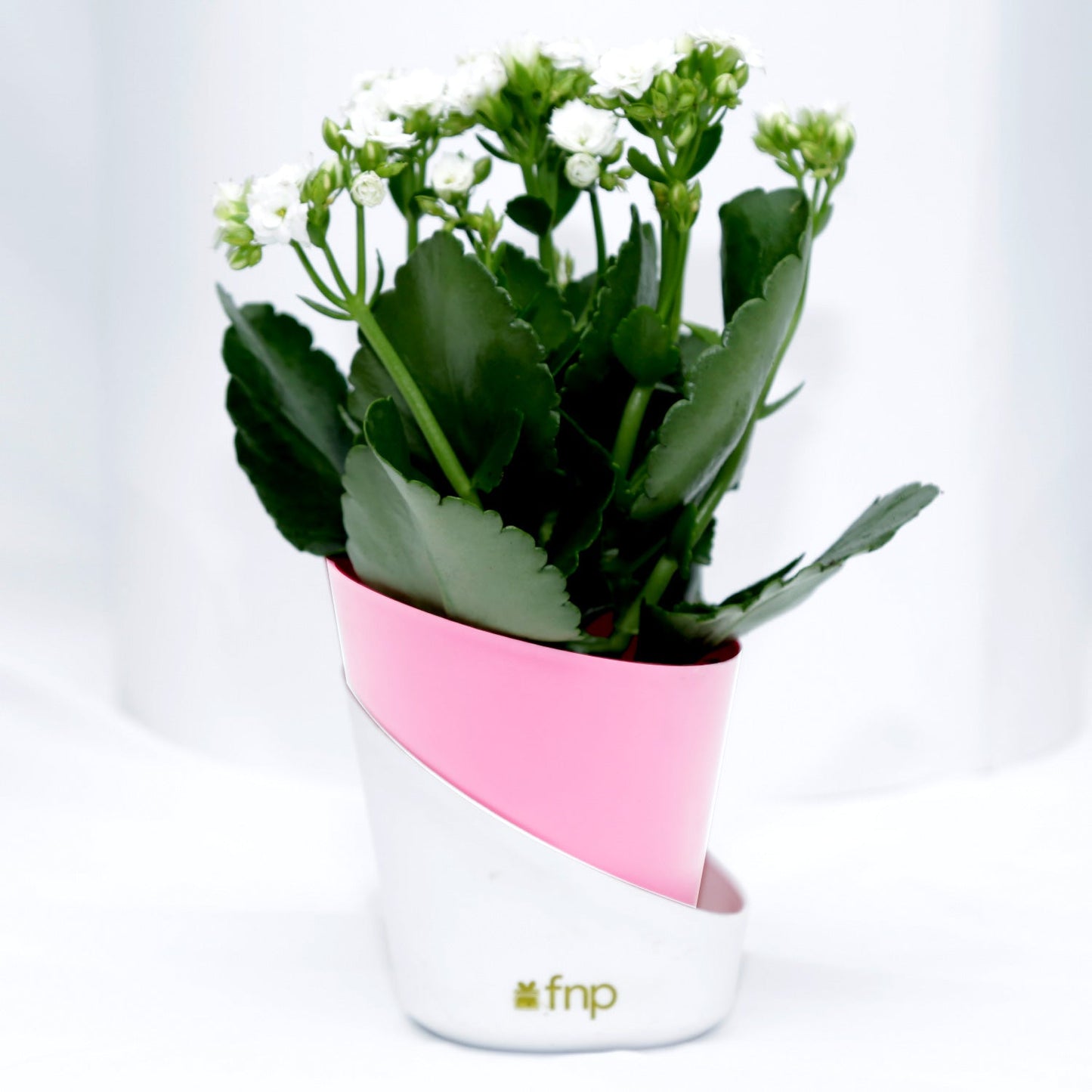 Elegant Kalanchoe Plant in Stylish Conical Pot - Perfect for Indoor & Outdoor Decor
