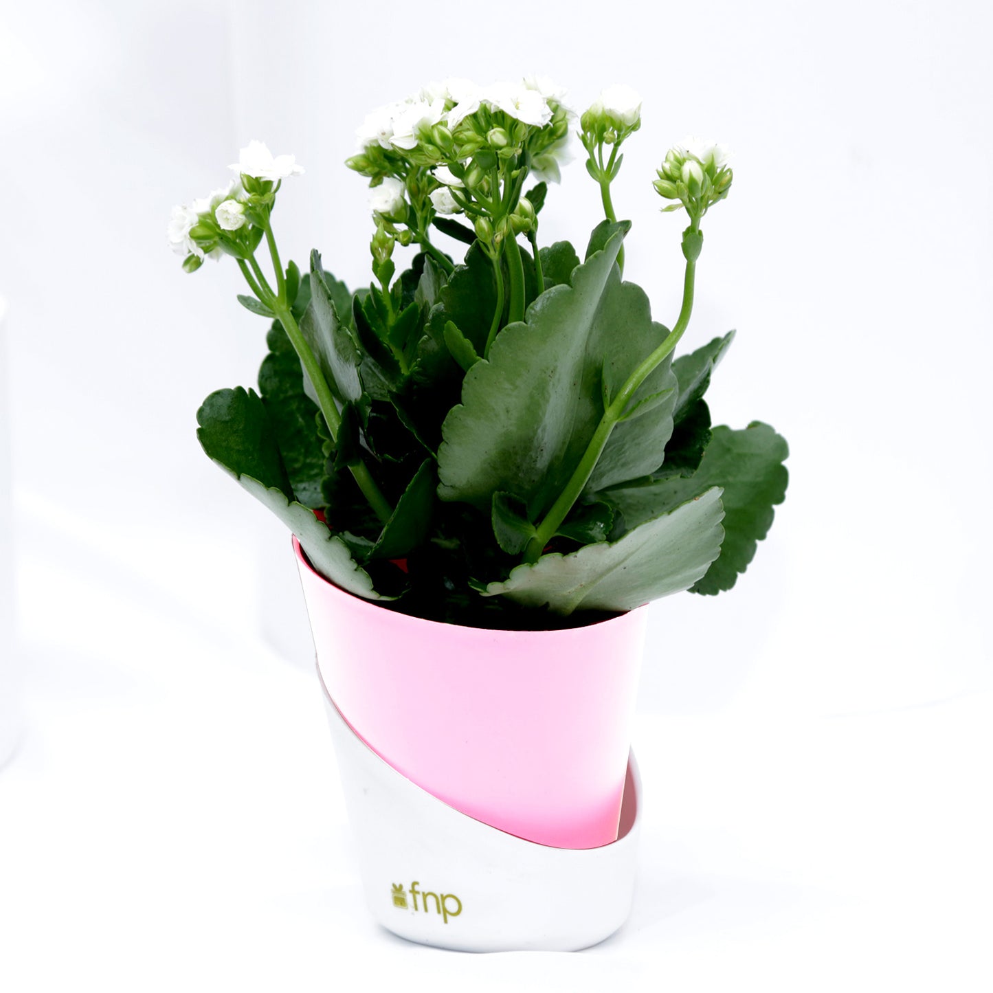 Elegant Kalanchoe Plant in Stylish Conical Pot - Perfect for Indoor & Outdoor Decor