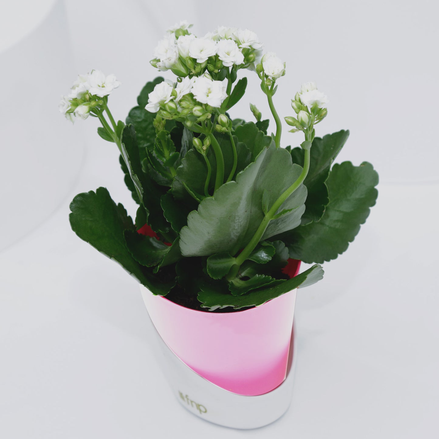 Elegant Kalanchoe Plant in Stylish Conical Pot - Perfect for Indoor & Outdoor Decor
