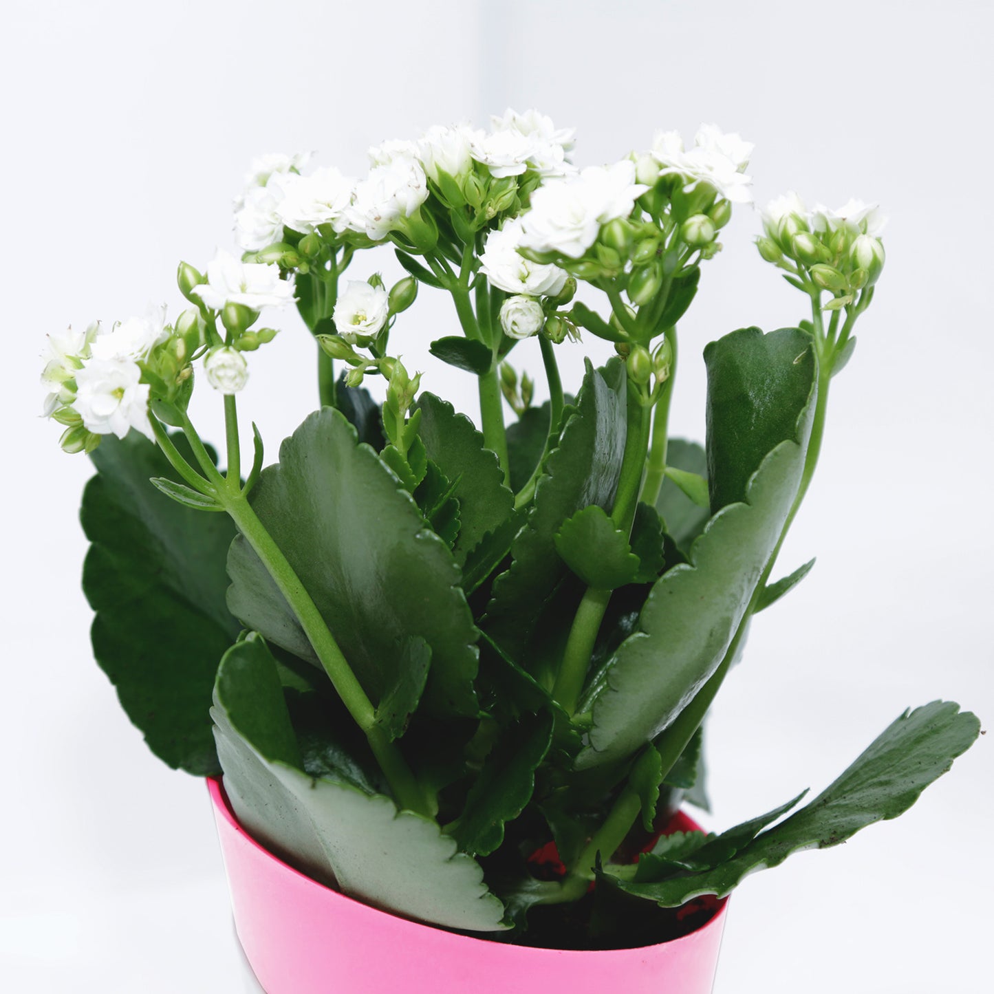 Elegant Kalanchoe Plant in Stylish Conical Pot - Perfect for Indoor & Outdoor Decor