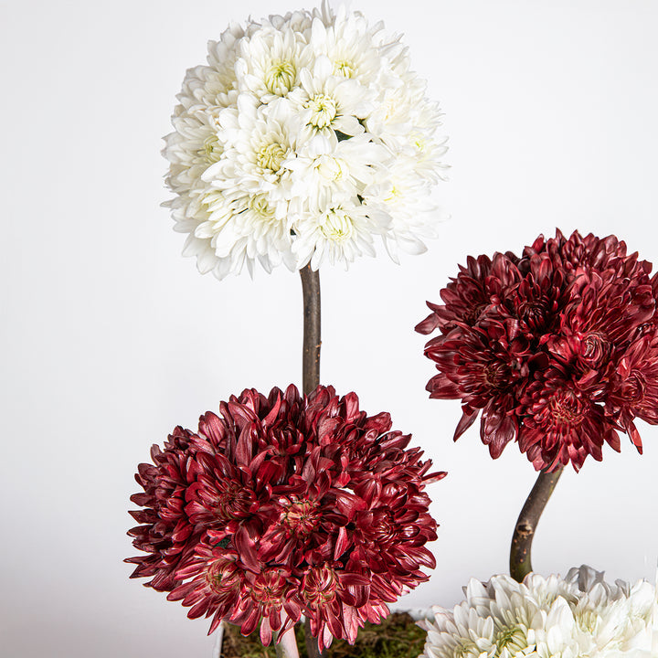 تنسيق زهور الأقحوان الأنيق لليوم الوطني مع شوكولاتة