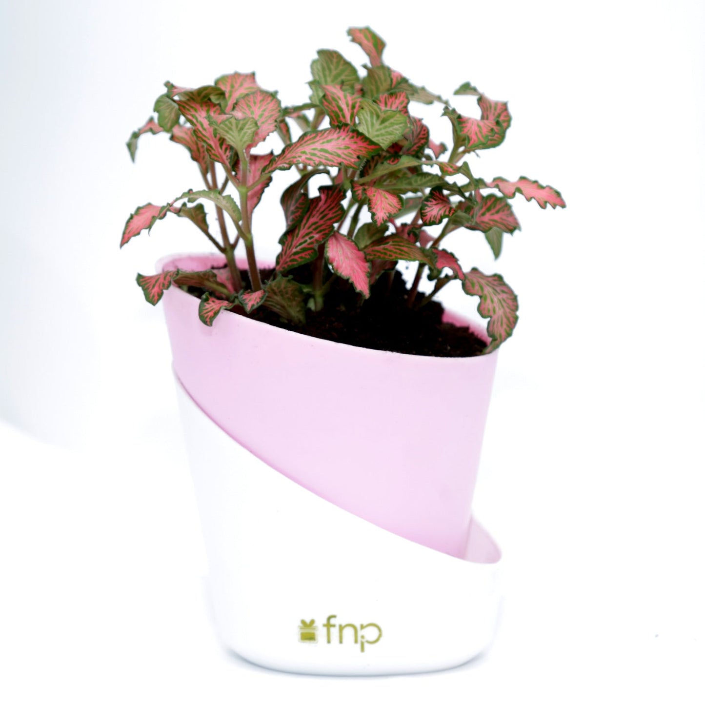 Vibrant Red Fittonia Plant in Stylish Conical Pot