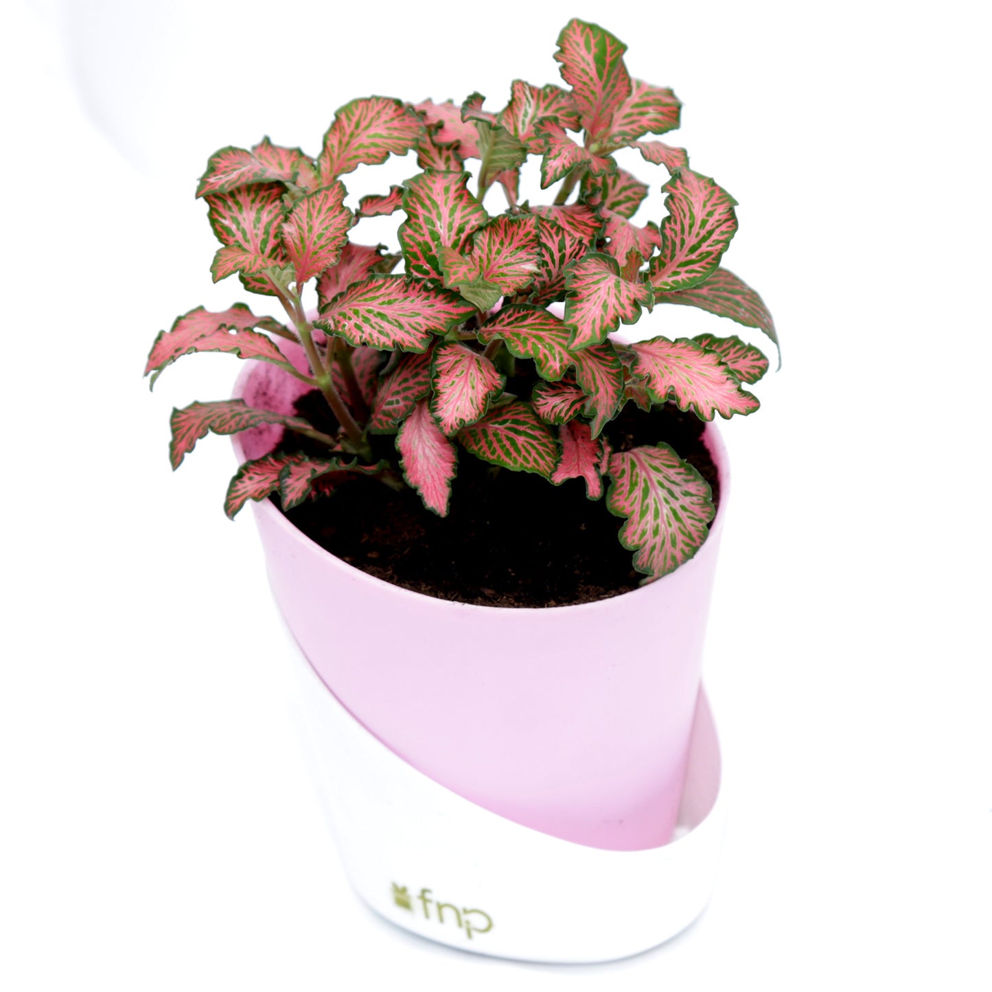 Vibrant Red Fittonia Plant in Stylish Conical Pot