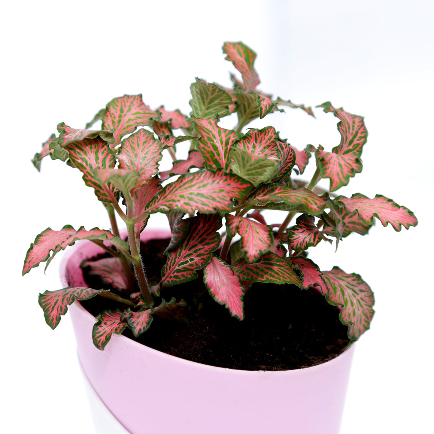 Vibrant Red Fittonia Plant in Stylish Conical Pot