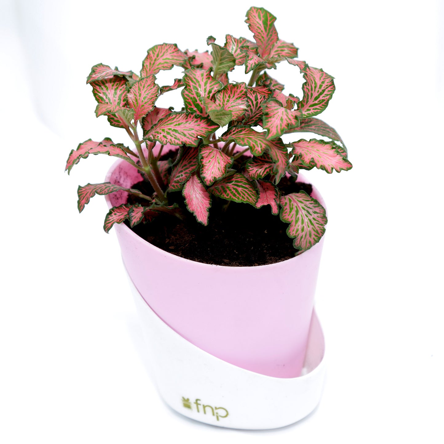 Vibrant Red Fittonia Plant in Stylish Conical Pot