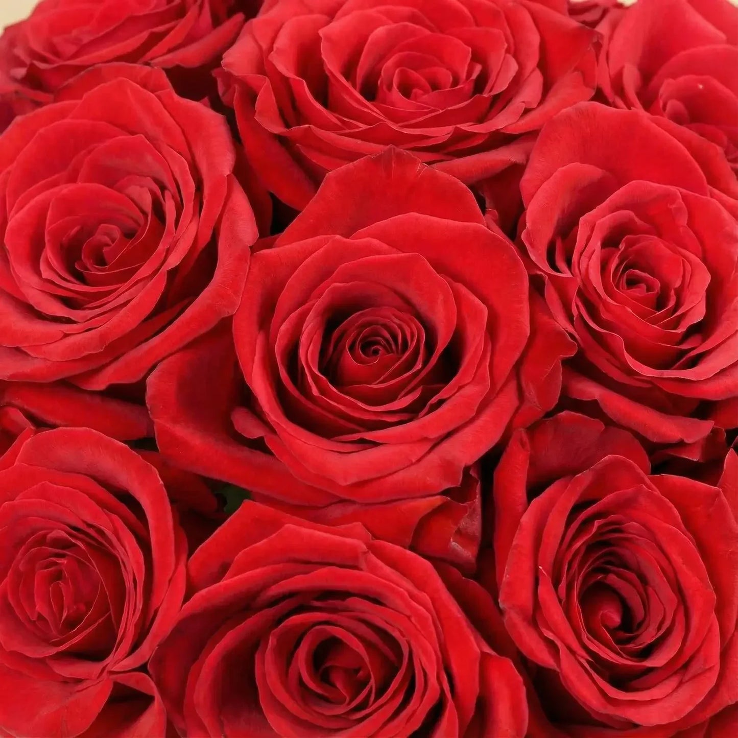 Romantic Red Roses in Heart-Printed Round Box for Valentine's Day