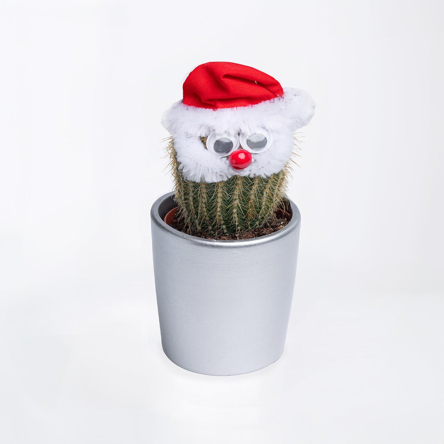 Festive Xmas Cactus in Decorative Silver Pot with Santa Hat