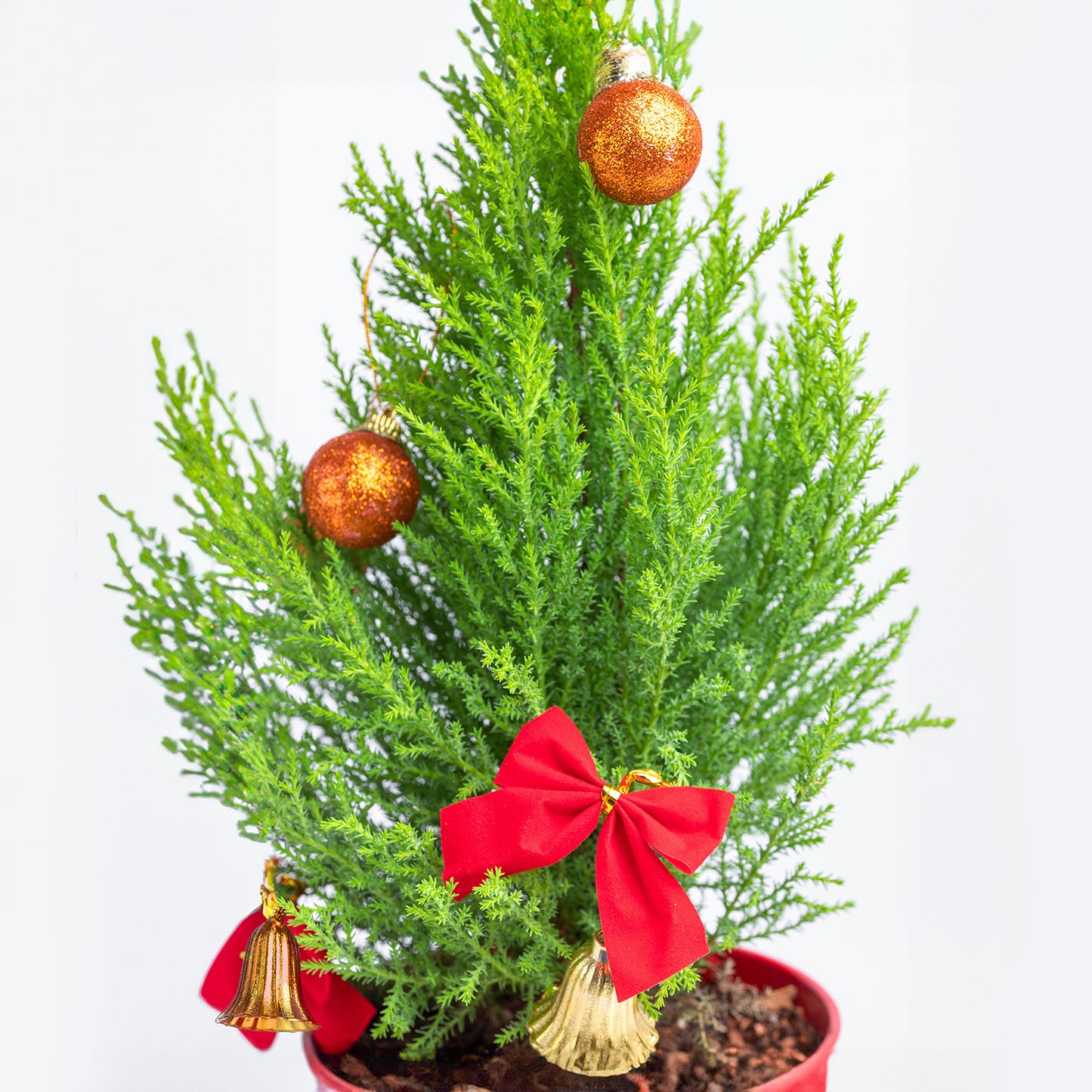 Festive Christmas Cupressus Goldcrest Wilma with Red Ikea Pot