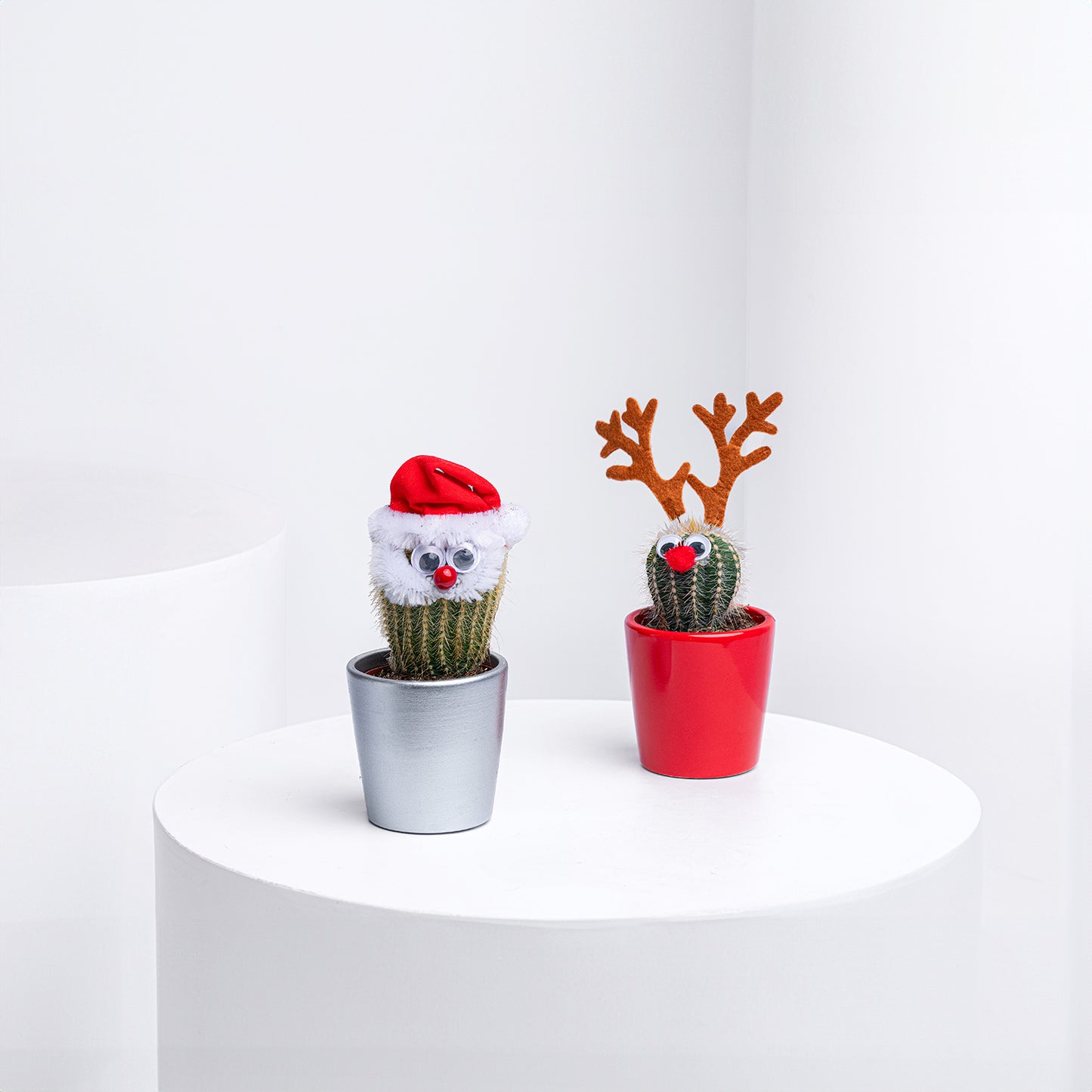 Festive Christmas-Themed Cactus Plant Set