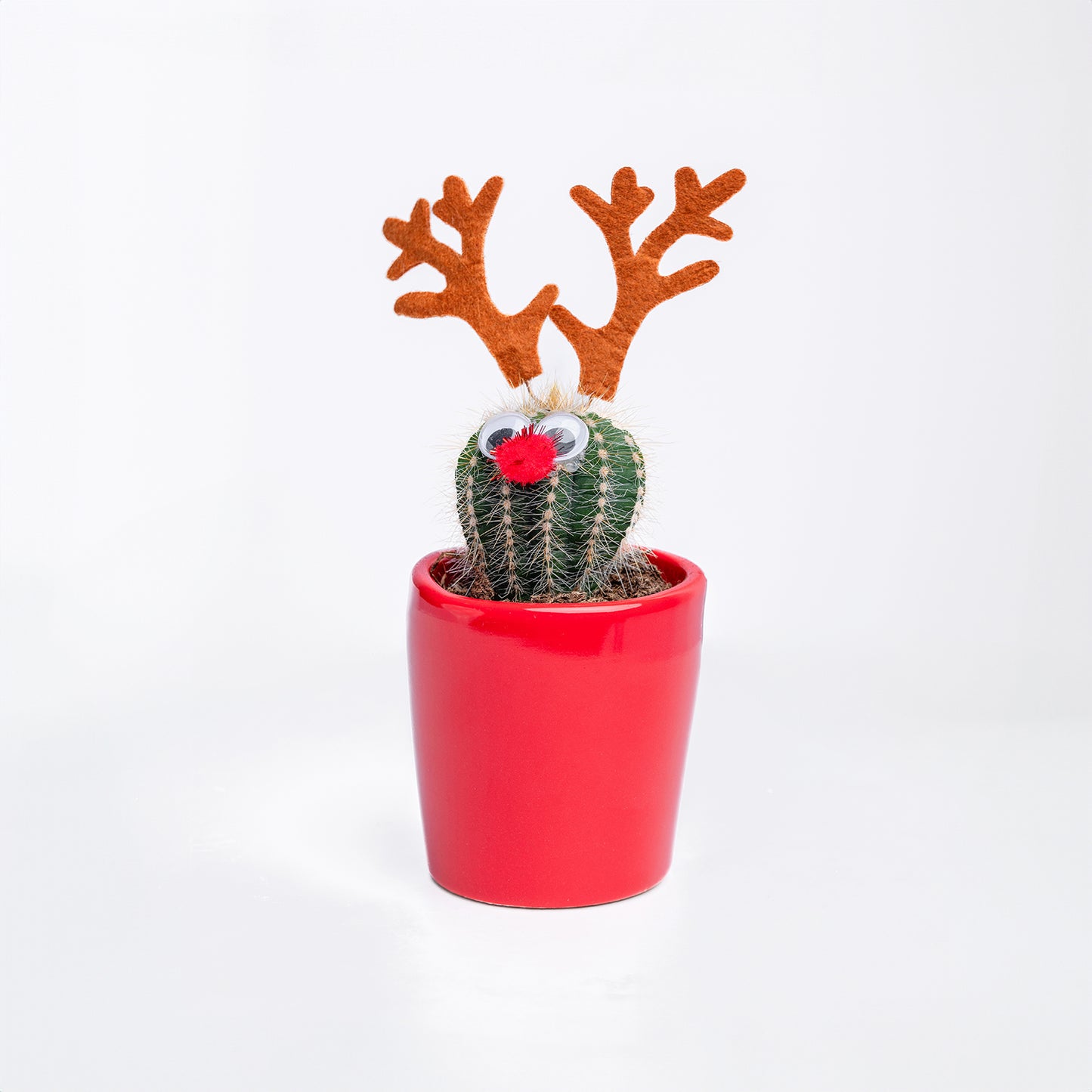 Festive Christmas-Themed Cactus Plant Set