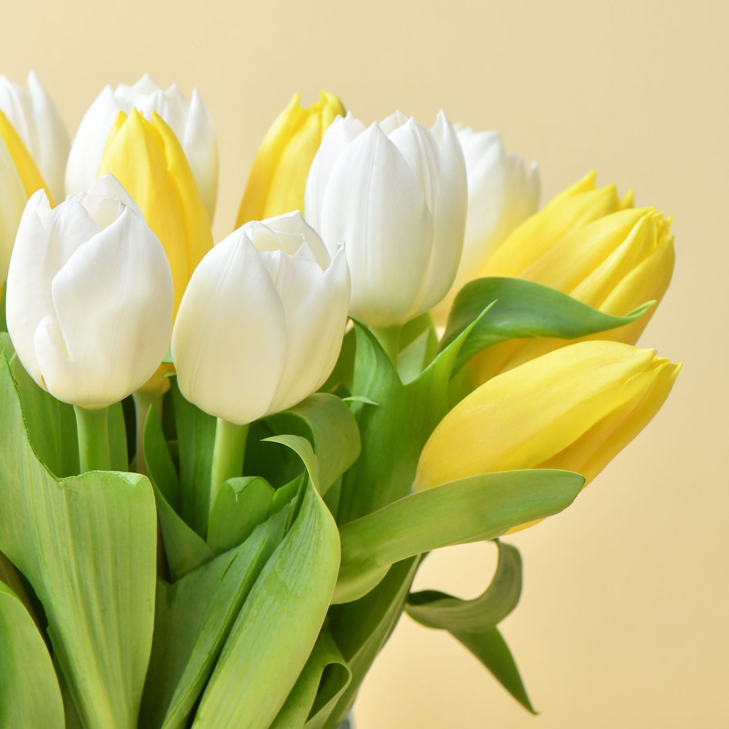 Elegant Arrangement of 20 White and Yellow Tulips in a Stylish Glass Vase