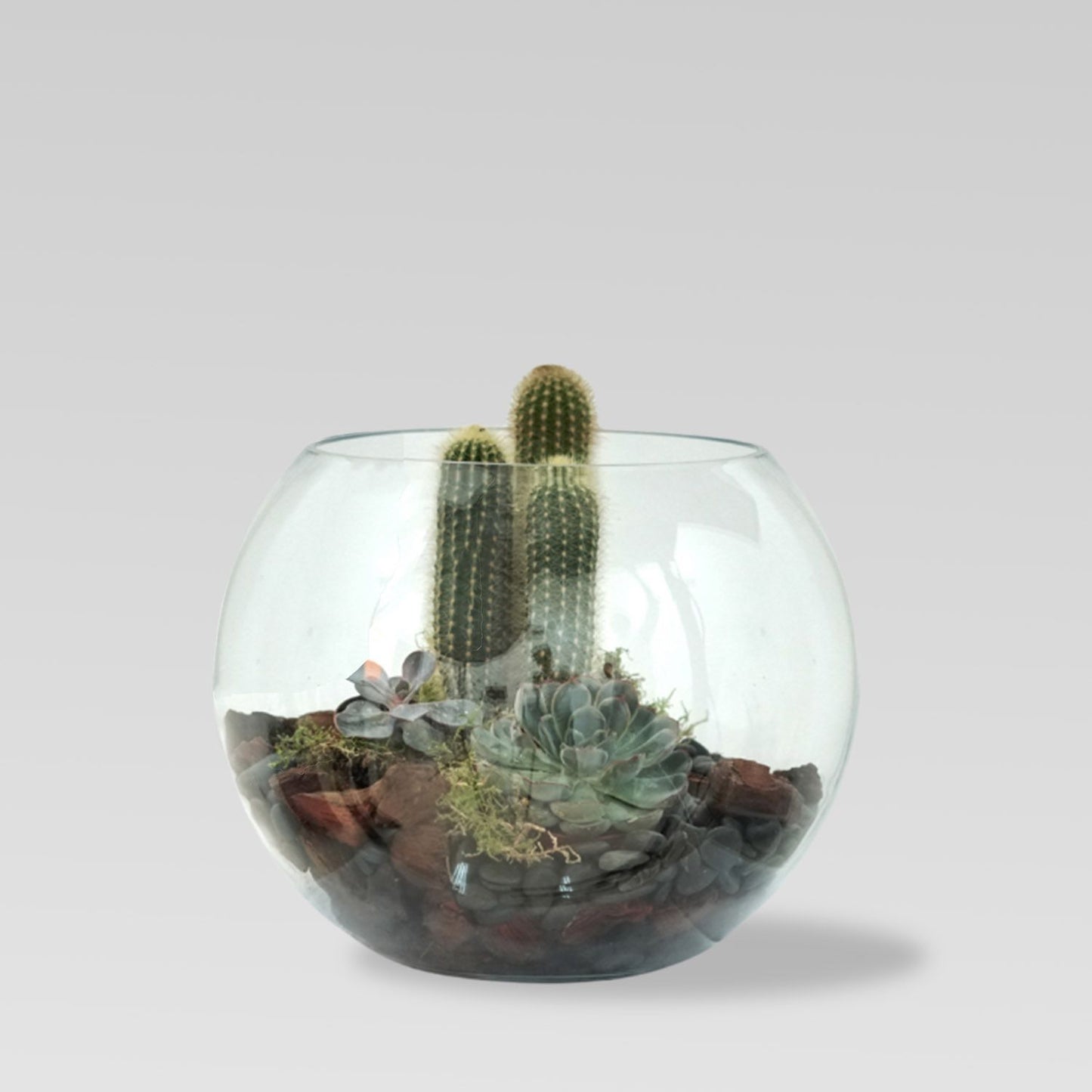 Elegant Cactus & Echeveria Succulent Fish Bowl Terrarium