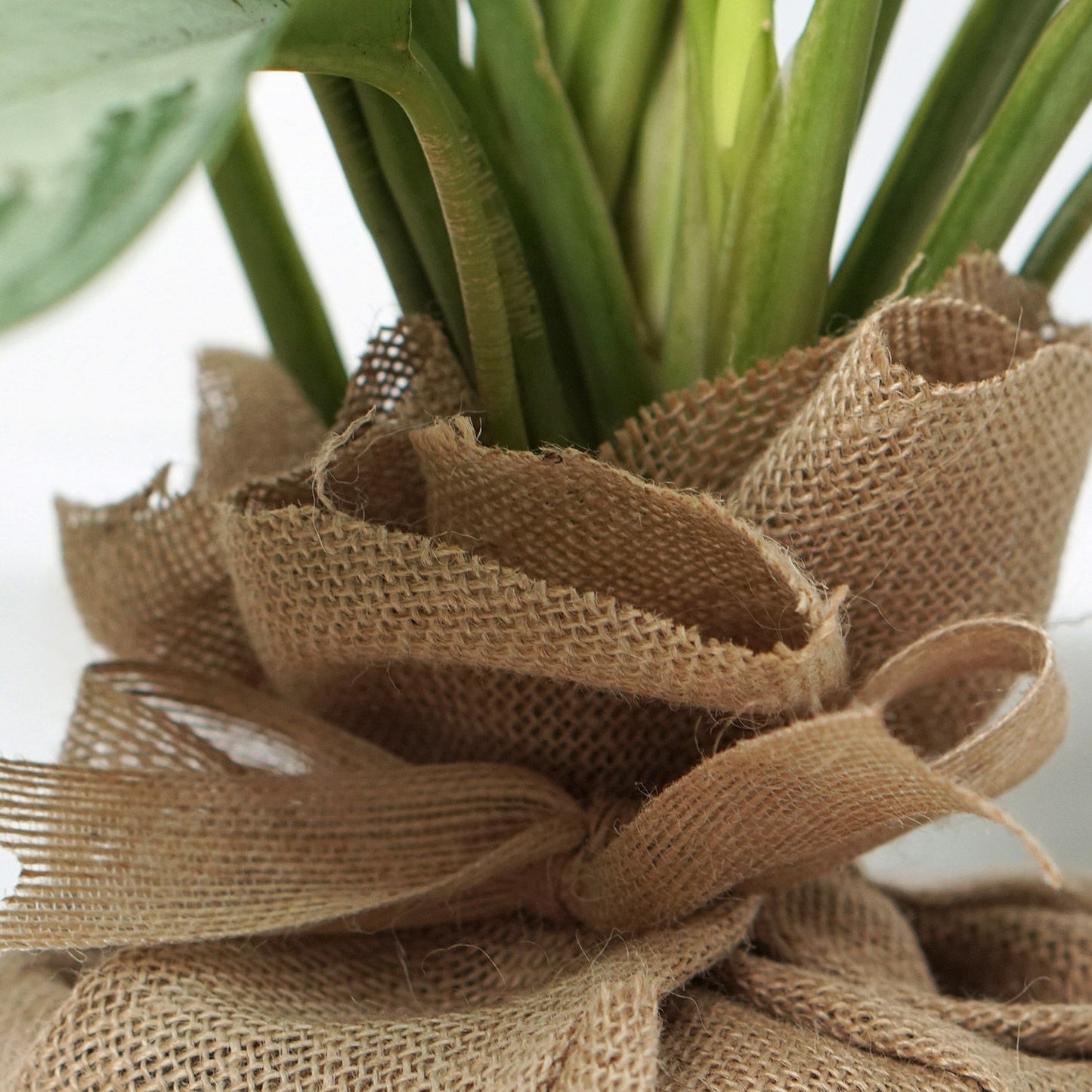 Elegant Dieffenbachia Plant in Jute Wrapped Pot – Perfect Indoor Décor