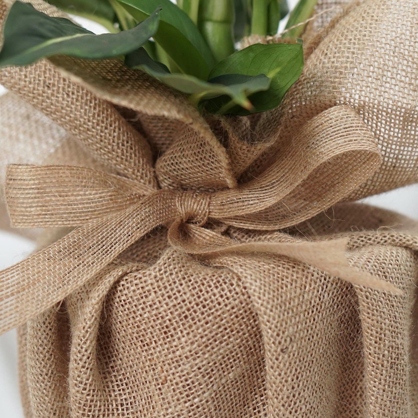 Elegant Dieffenbachia Plant in Jute Wrapped Pot – Perfect Indoor Décor