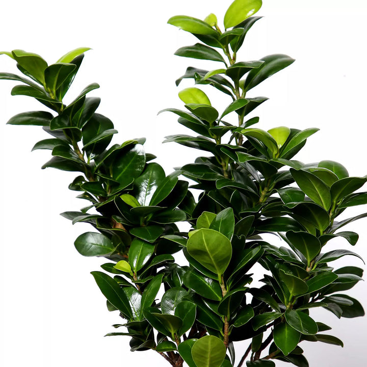 نبات فيكس بونساي أنيق في وعاء دائري أنيق للأماكن الخارجية