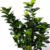 نبات فيكس بونساي أنيق في وعاء دائري أنيق للأماكن الخارجية