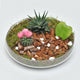 Deluxe Succulent Plant Gift Set with Glass Tray