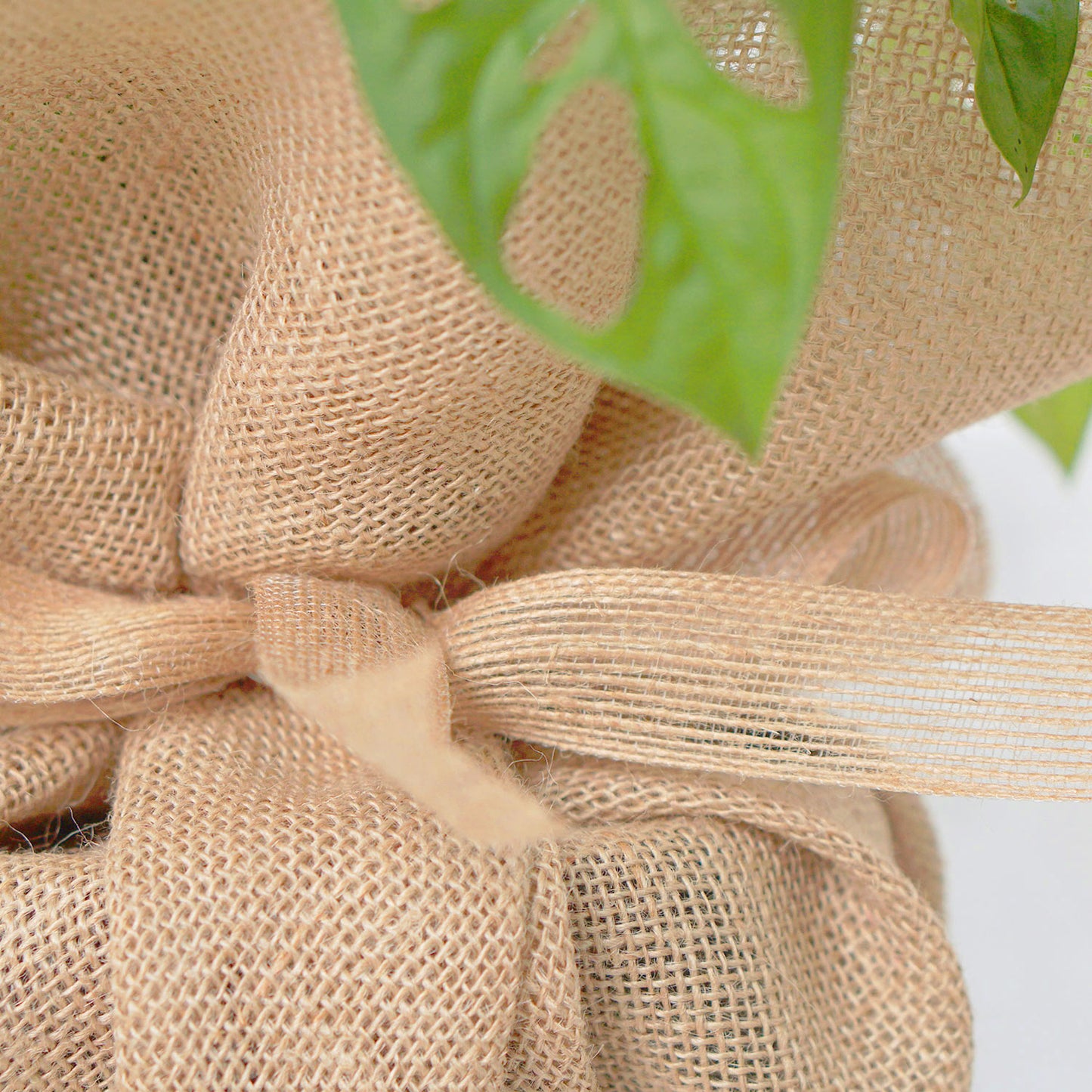Monstera Obliqua with Jute Wrapped Pot - Add a Touch of Nature to Your Home