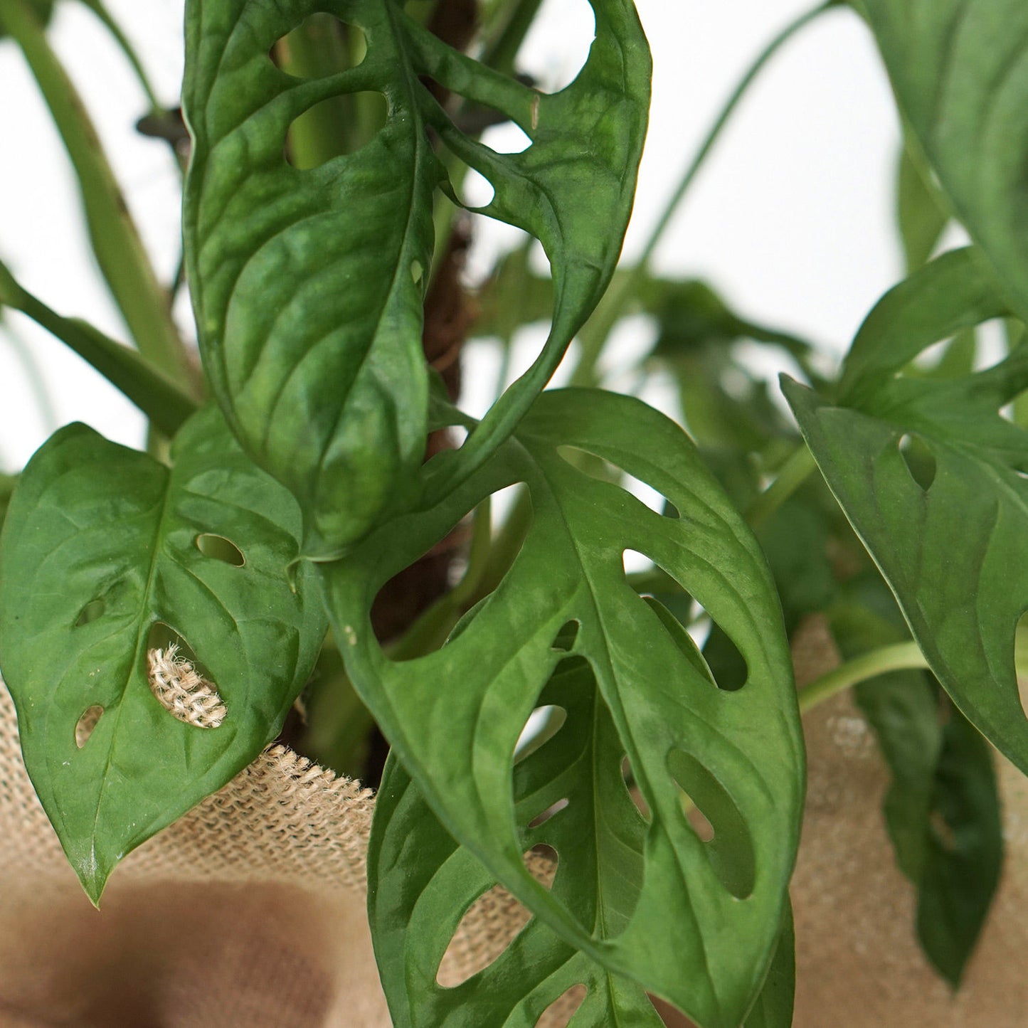 Monstera Obliqua with Jute Wrapped Pot - Add a Touch of Nature to Your Home