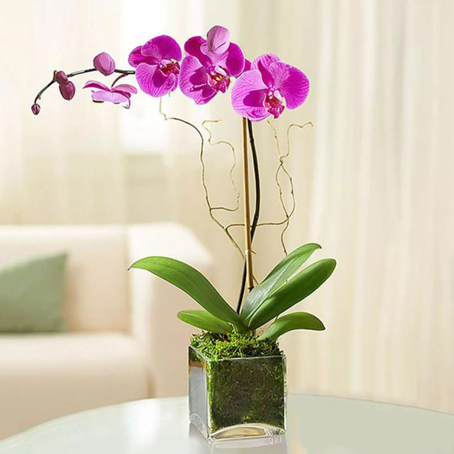 Elegant Purple Orchid in Square Glass Vase - Perfect for Home Décor