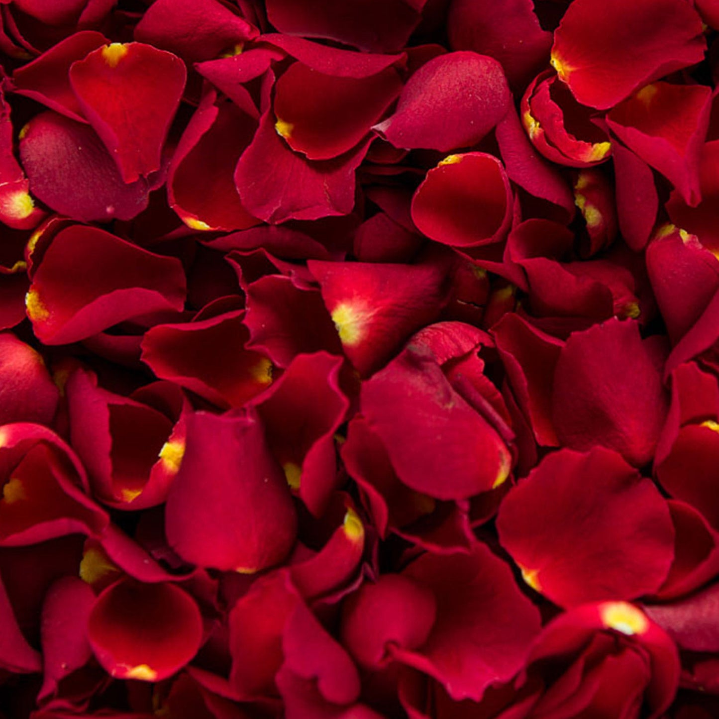 Premium Fresh Red Rose Petals - Half Kg
