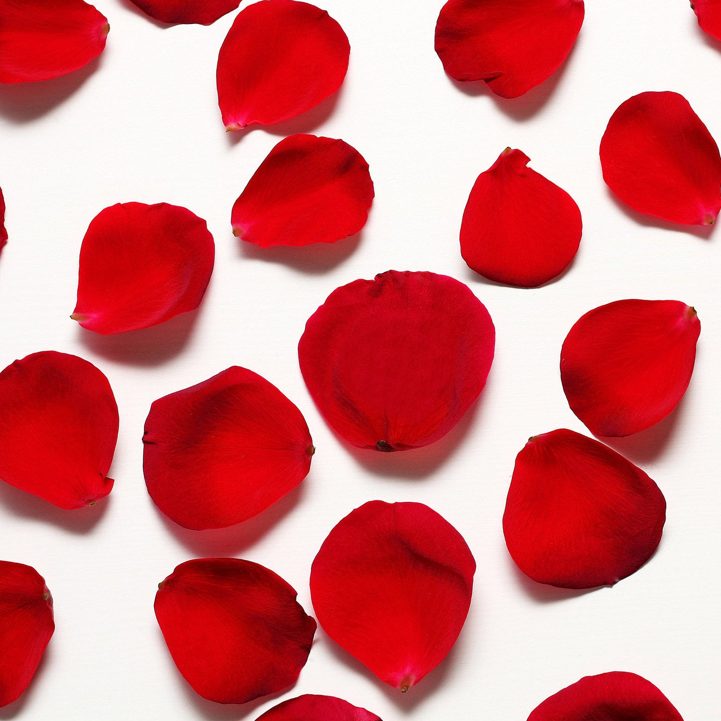 Premium Fresh Red Rose Petals - Half Kg