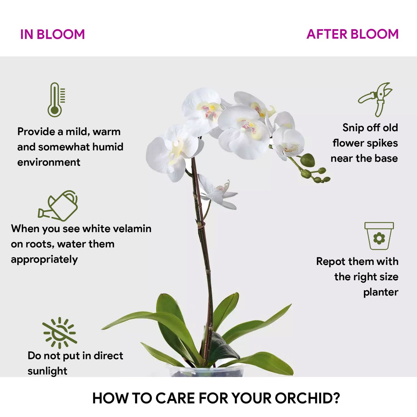 Elegant White Orchid in Stylish Glass Vase - Perfect for Home Décor