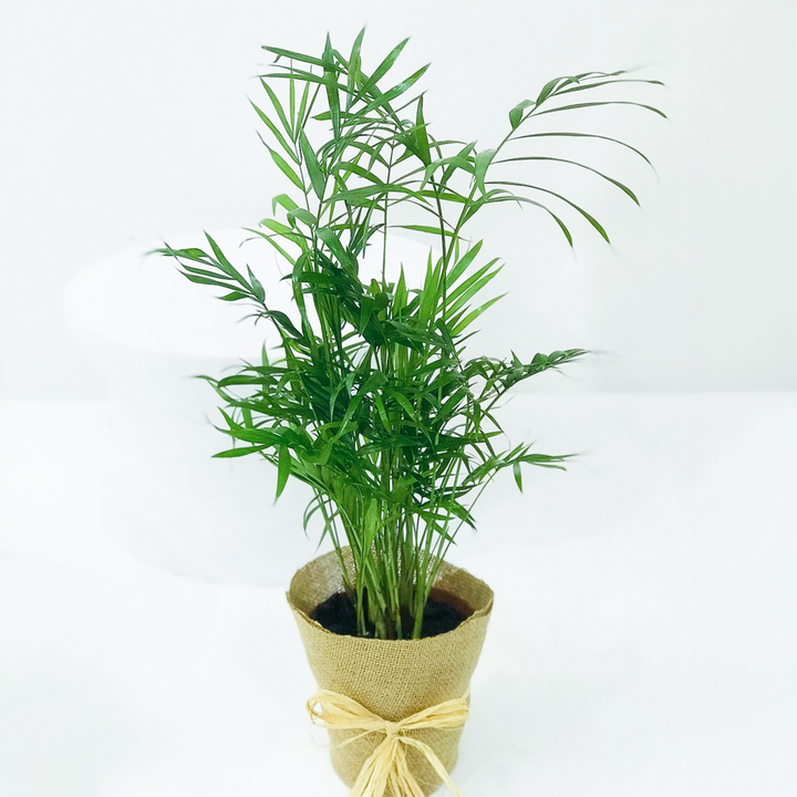 Chamaedorea Plant