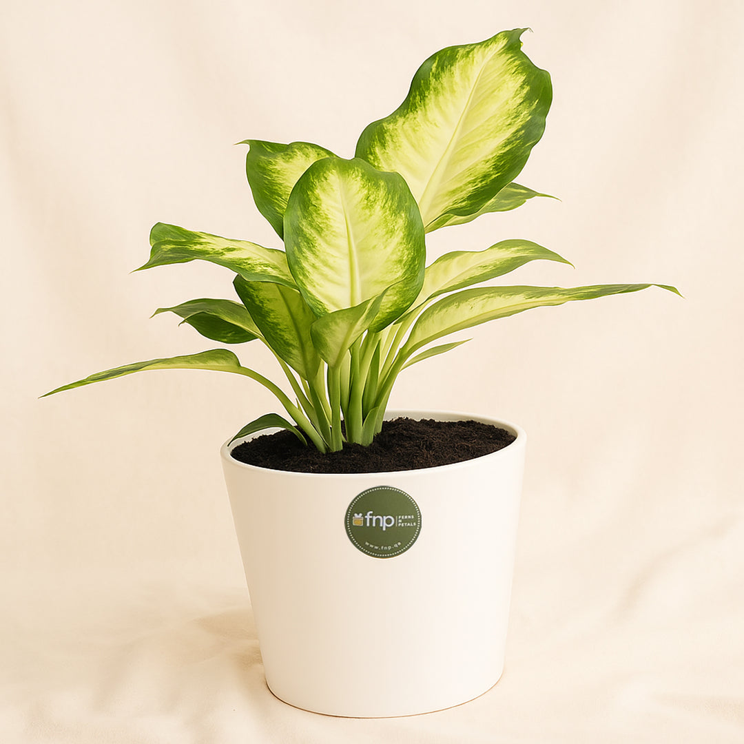 Dieffenbachia Camillia Plant in Stylish Grey Ceramic Pot