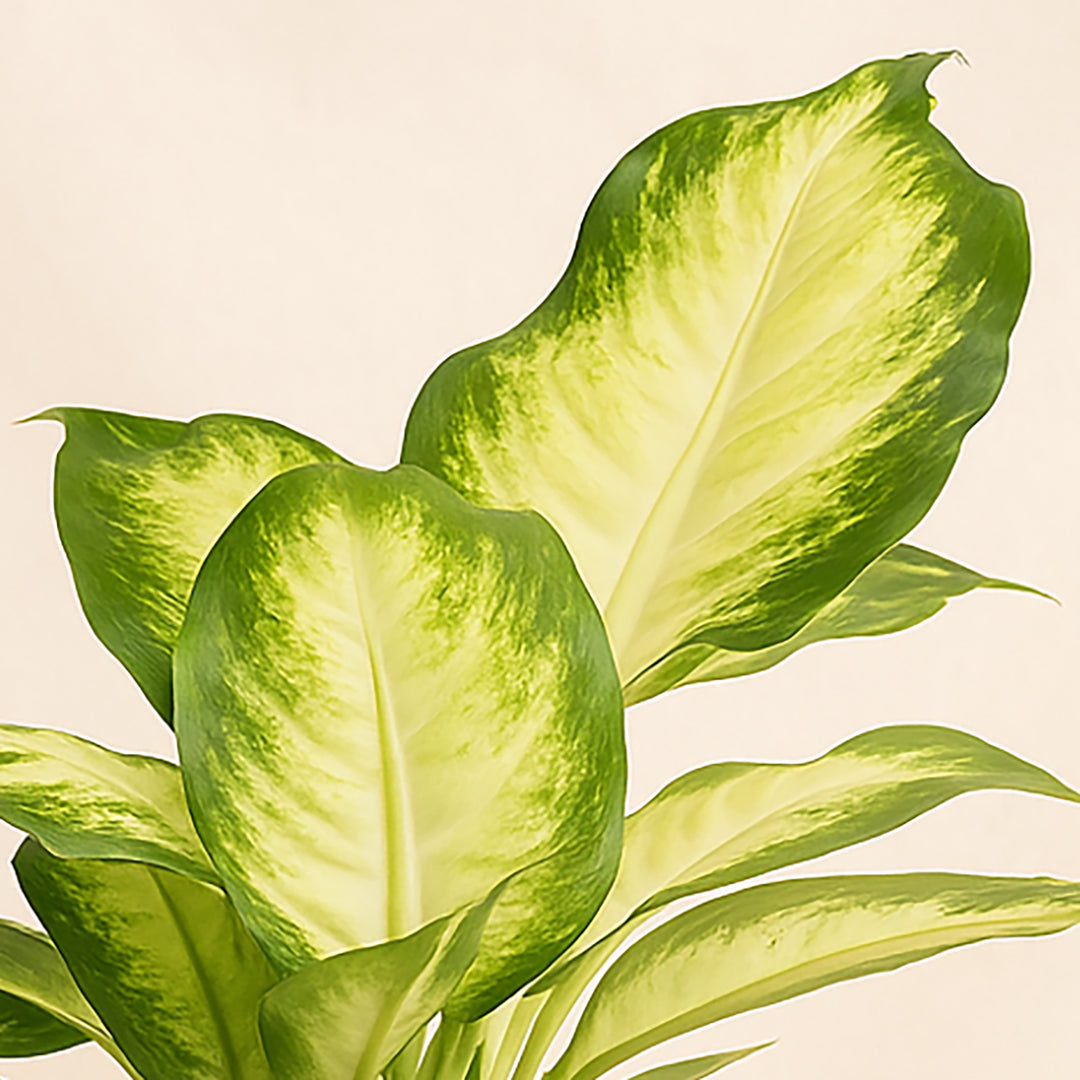 Dieffenbachia Camillia Plant in Stylish Grey Ceramic Pot