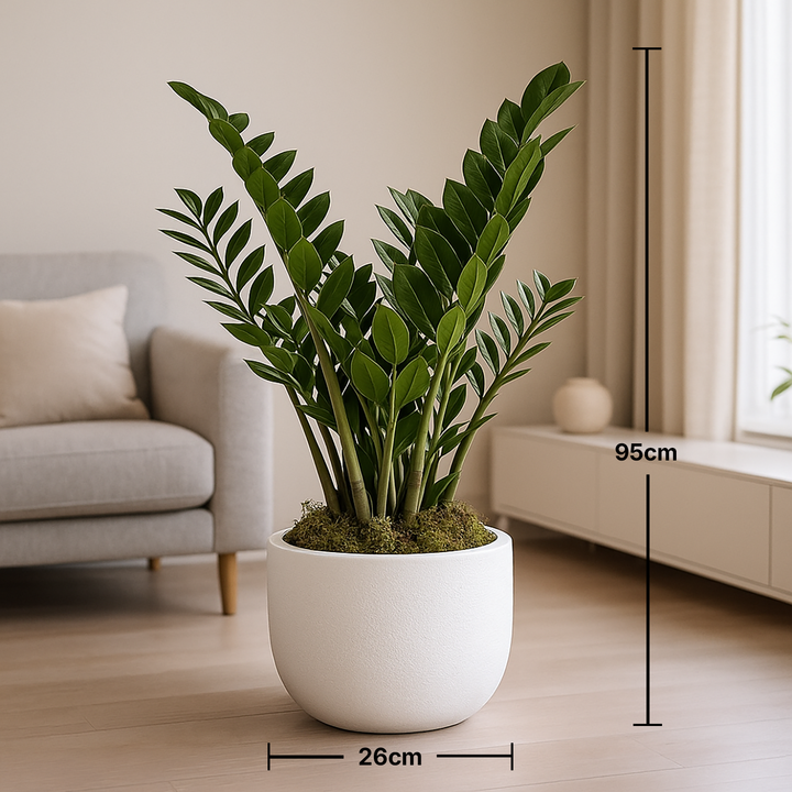 Elegant ZZ Plant in Stylish White Cement Pot - Perfect for Home and Office Decor